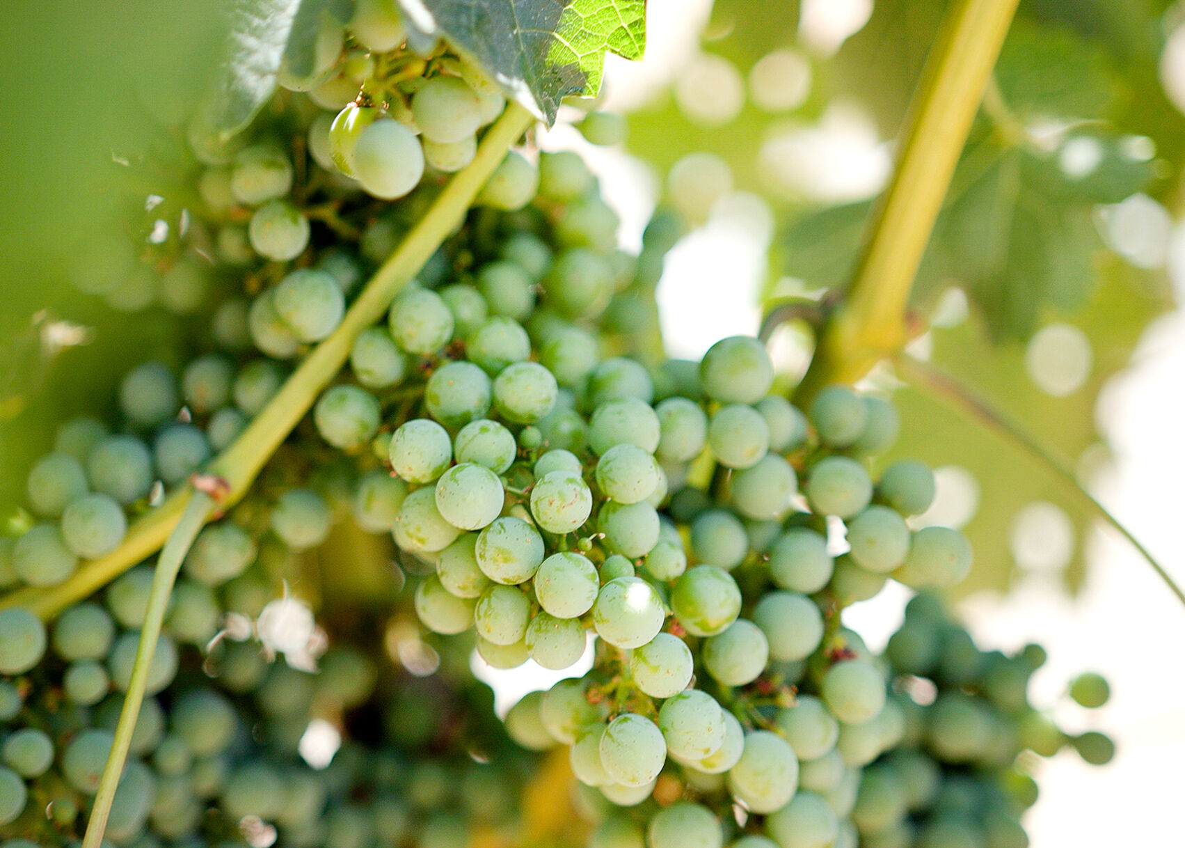 Odette grapes